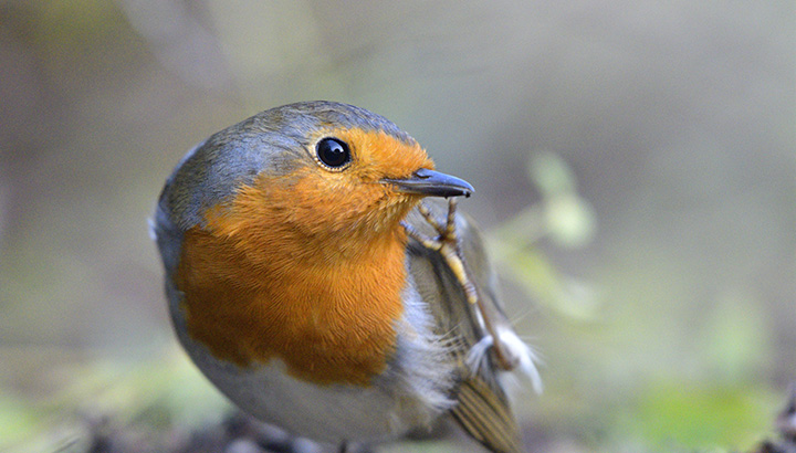 Découverte des oiseaux dans le parc Franck-Delmas